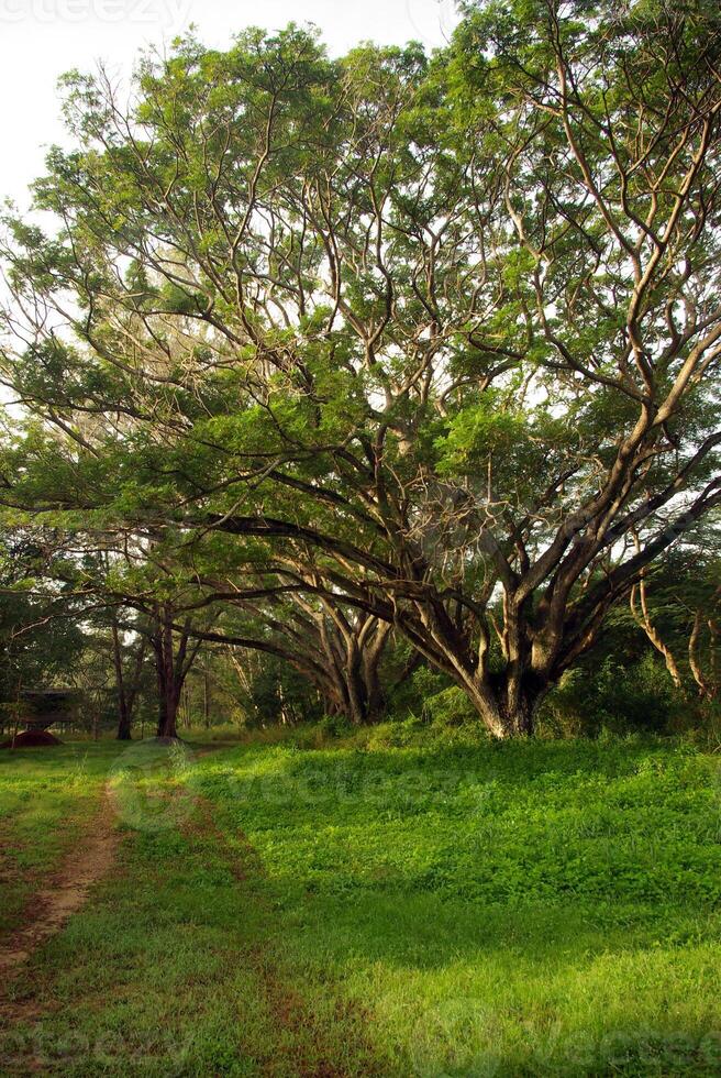 Shade of Rain-tree canopy Big tree in the forest photo