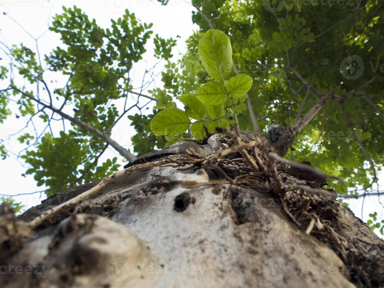 Texture surface of large trees on leaves background photo