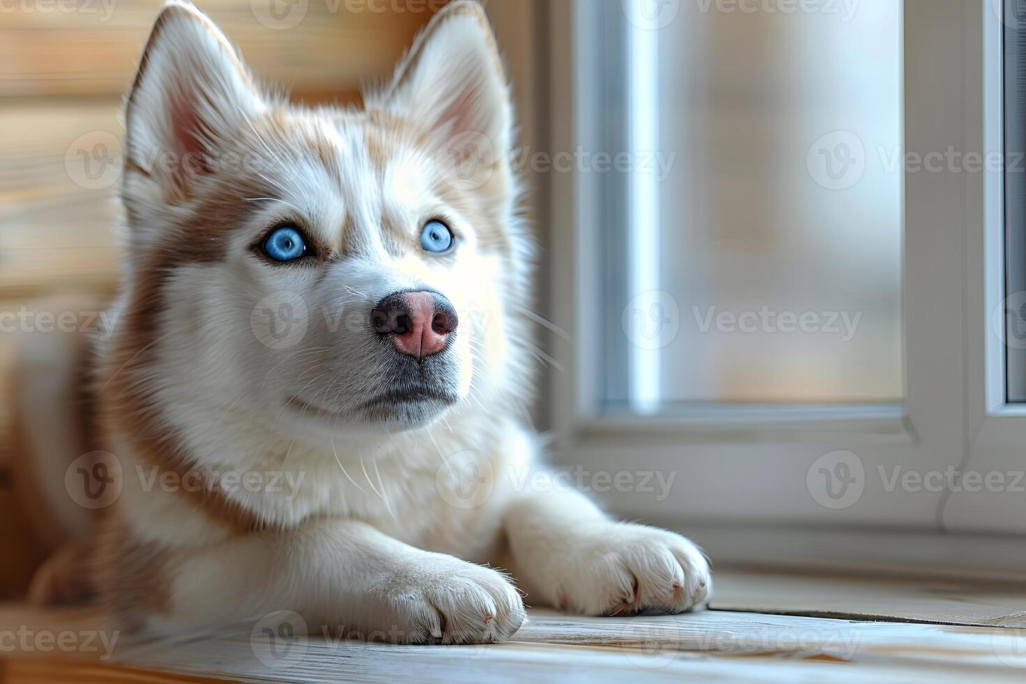 Adorable Blue-Eyed Husky Puppy Resting by a Window - Perfect for Pet-Themed Posters and Pet Care Designs photo