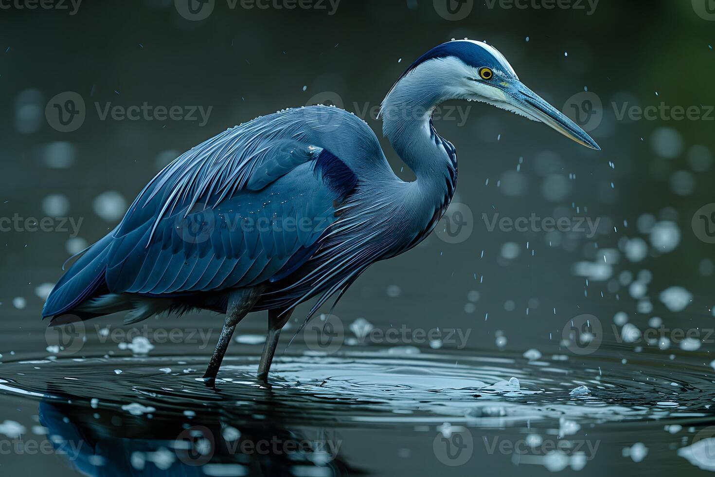 Blue Heron Standing in Calm Water with Reflections and Droplets - Nature Wildlife Photography photo