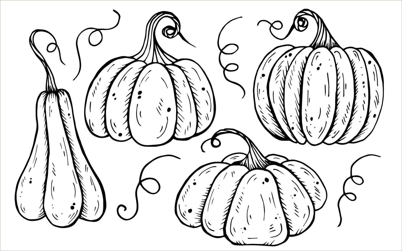 Halloween hand-drawn graphics pumpkins vector