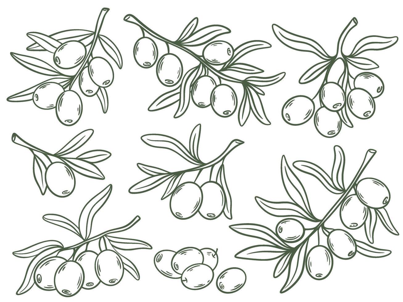 Olive tree branches hand drawn set vector