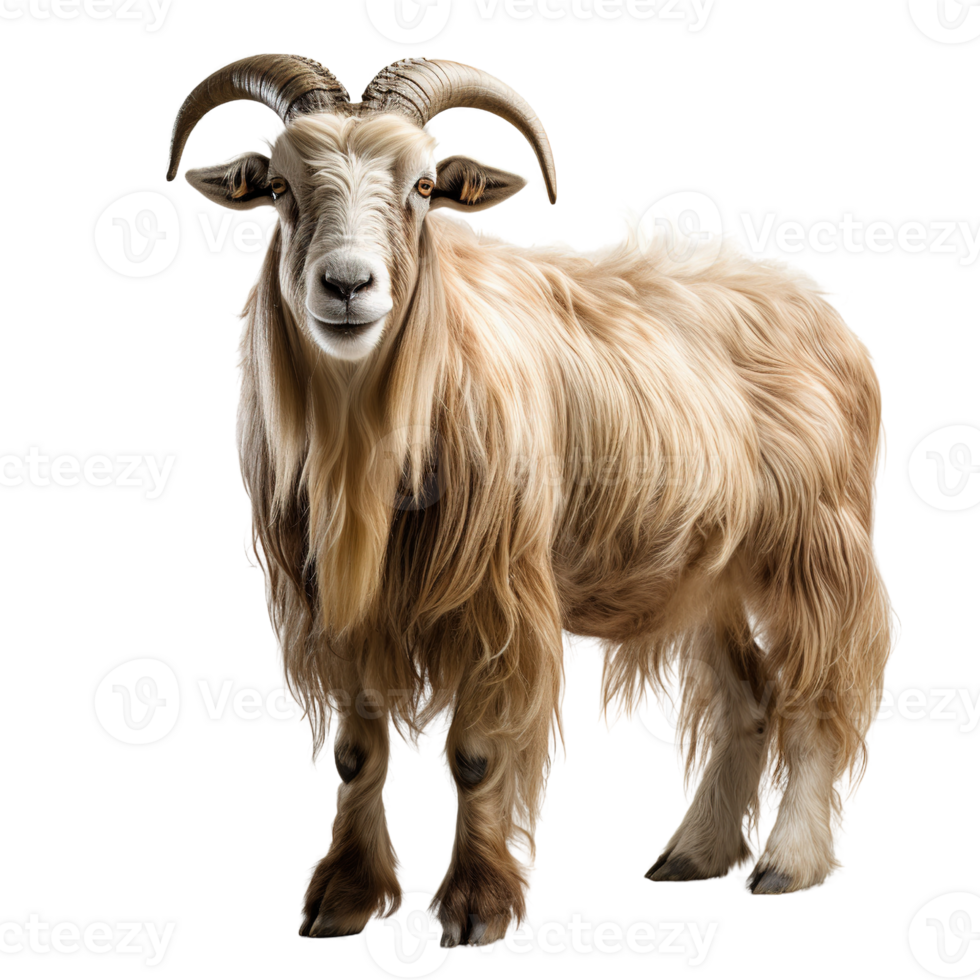 A goat with long hair isolated on transparent background png