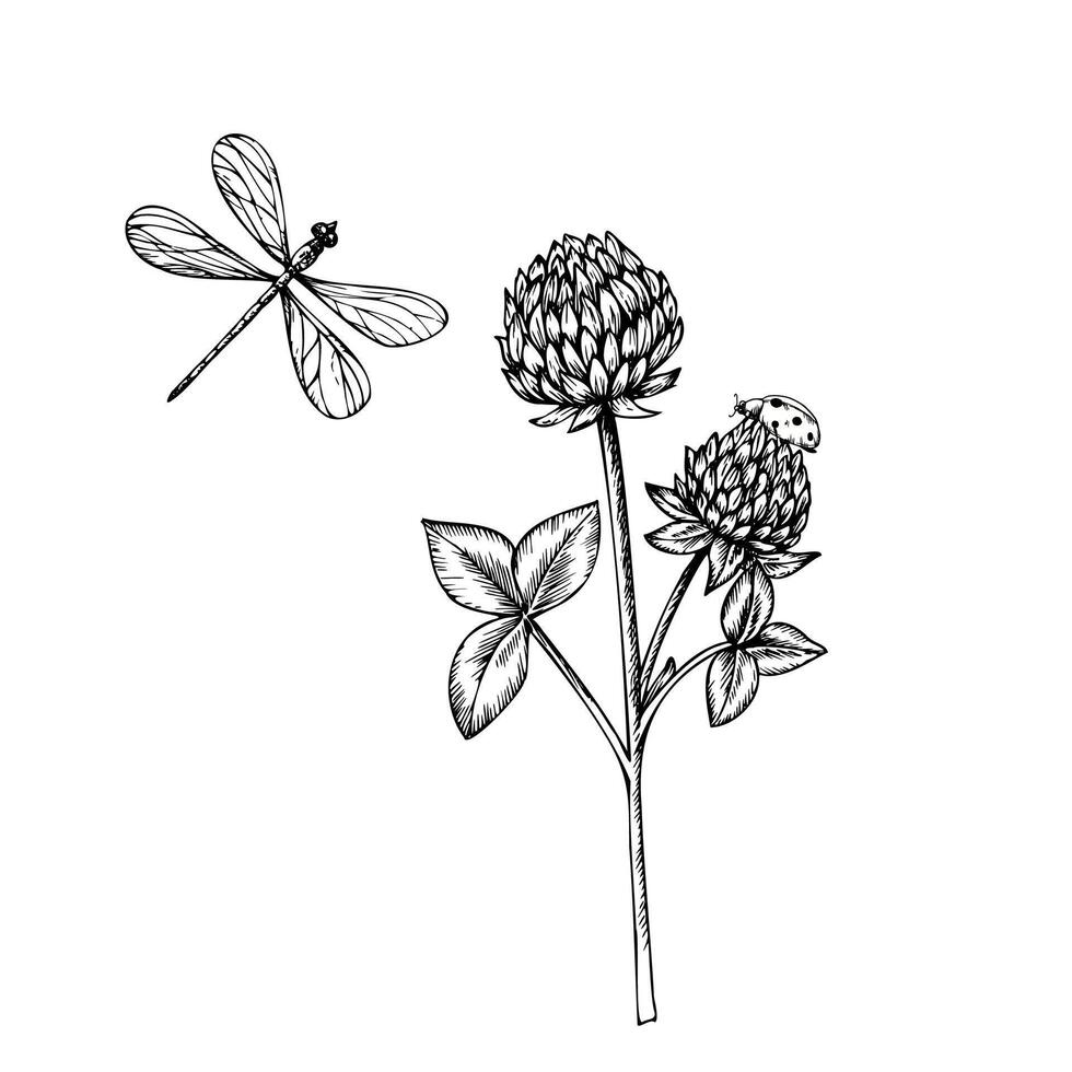 cute ladybug, dragonfly and clover. Hand painted flower. Graphic trefoil isolated on background. Botanical and wedding illustration. For designers, invitations, deco vector