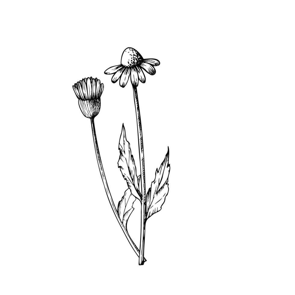 Chamomiles. Hand painted linear flowers. Graphic daisy isolated on background. Botanical and wedding illustration. For designers, invitations, decoration, postcards, wrapping paper, s vector