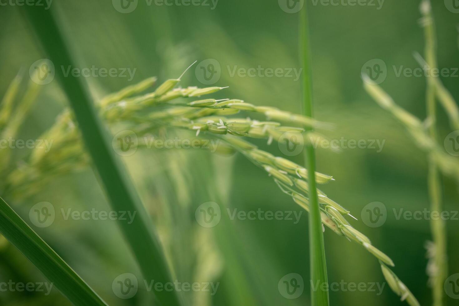 Beautiful rice at field ready to harvest. photo