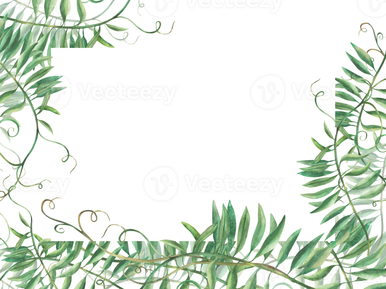Mouse pea flowerless banner. wildflower climbing plan twig template. Watercolour floral illustration. Meadow grass, realistic hand painted Clipart for greeting card, label. isolated from background. png