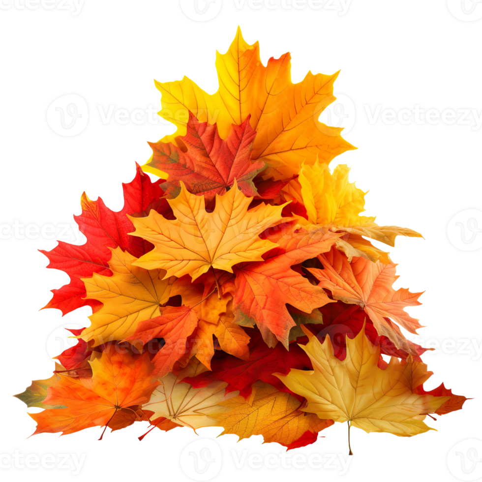 autumn leafs on transparent background png