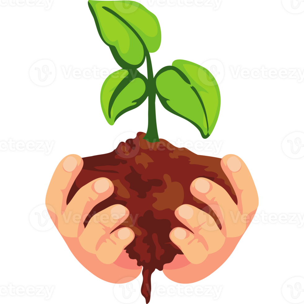 Hands holding a plant with dirt and soil png