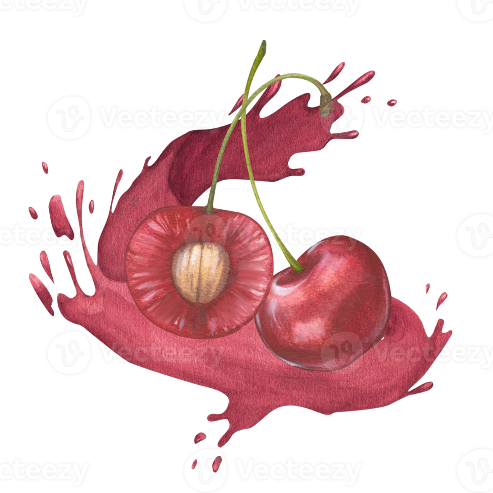 Watercolor illustration of a cut cherry with pit or sweet cherry on a branch with splashes of red cherry juice. Food, botanical hand drawn illustration. Isolated. png
