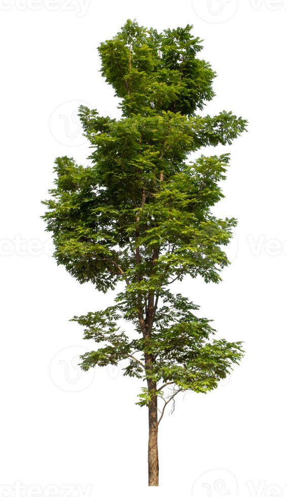 Single green tree isolated on transparent background png