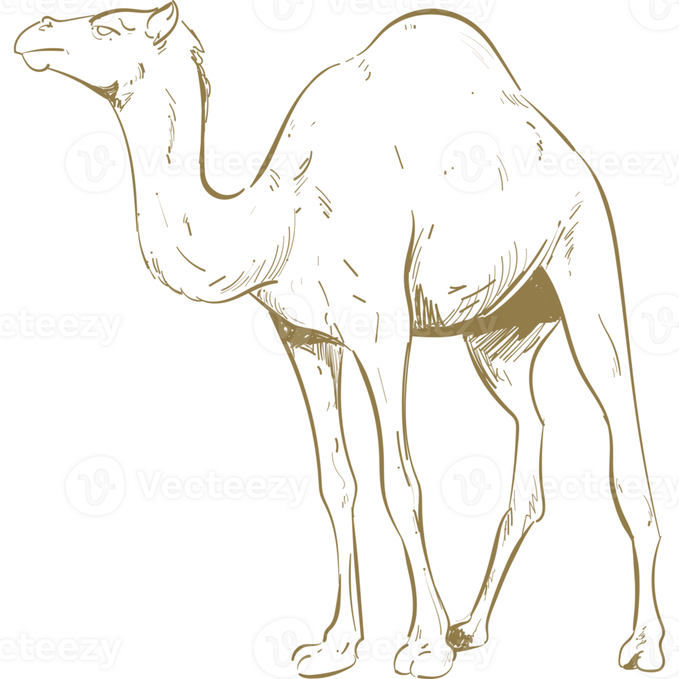 A camel is standing in the desert png