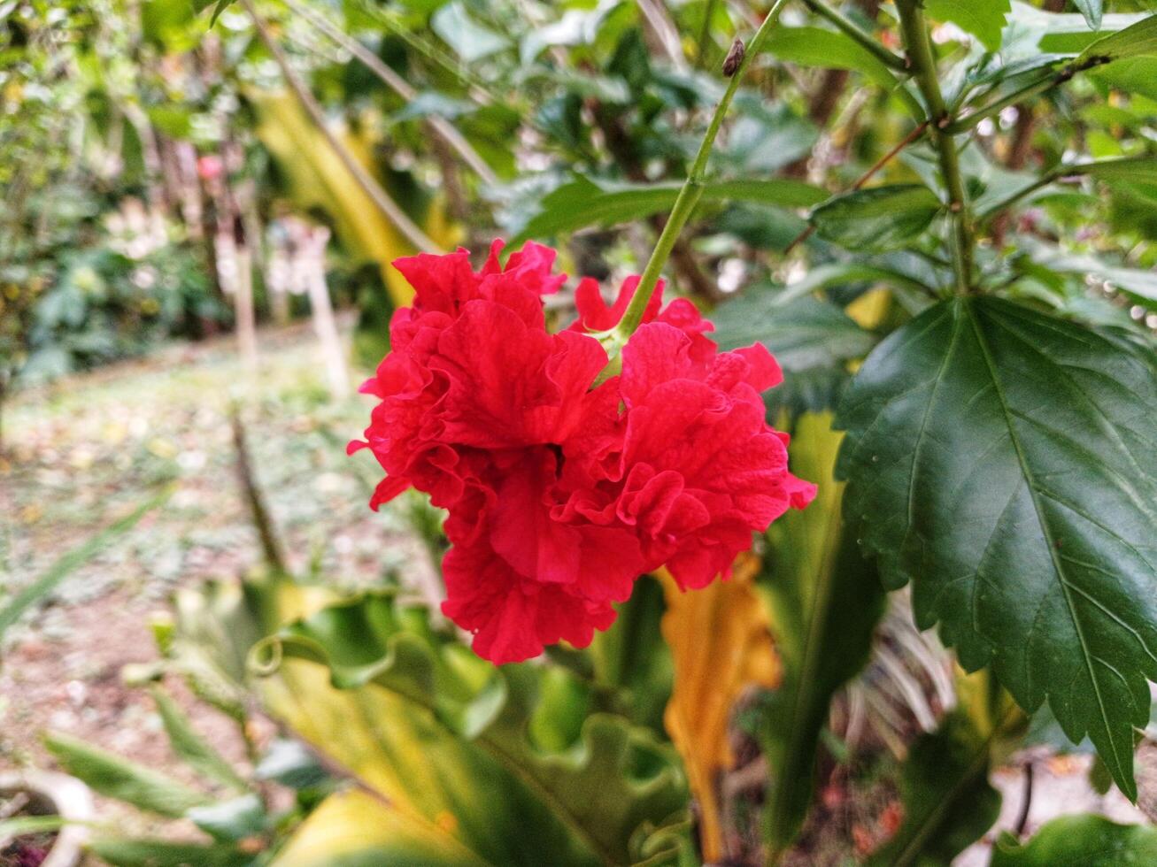 Red flowers are blooming in the garden. photo
