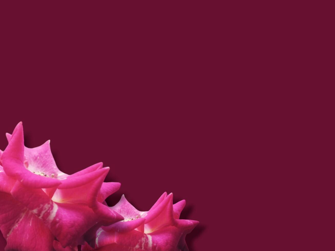 Red rose flower background with empty field for greeting word. photo
