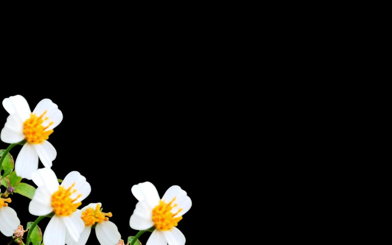 Paper flower background with empty field for greeting word. photo