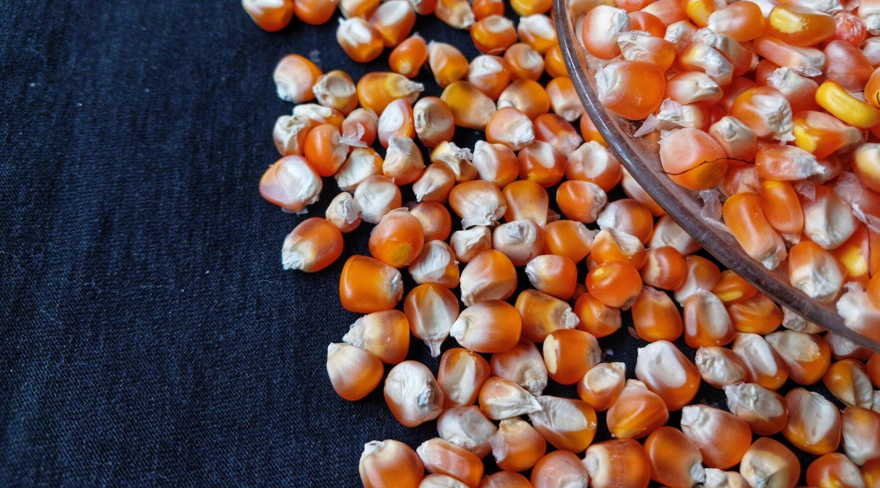 Close up of corn kernels can be used as background. photo