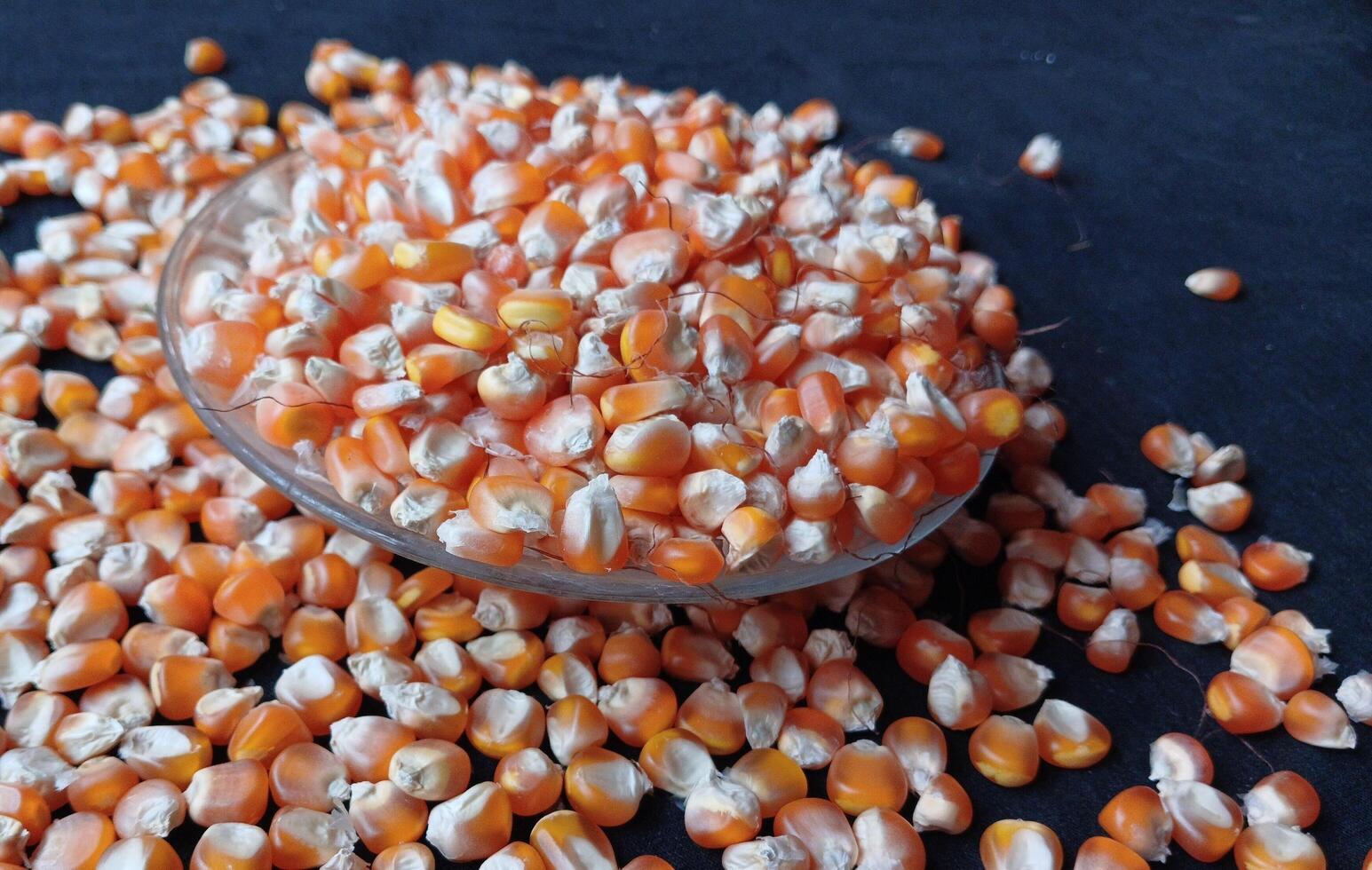 Close up of corn kernels can be used as background. photo