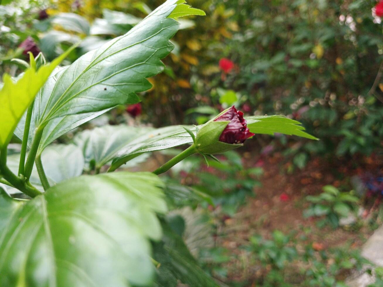 Beautiful flower buds in the garden. photo
