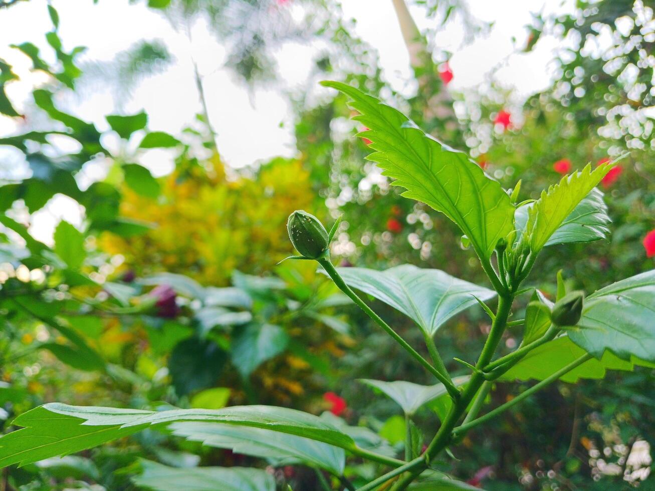 Beautiful flower buds in the garden. photo