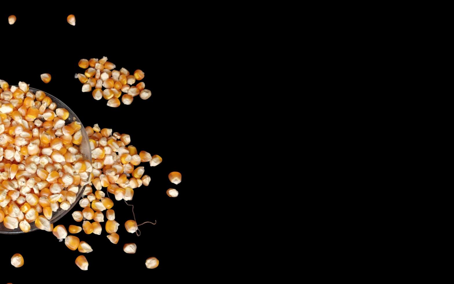 Close up of corn kernels can be used as background. photo
