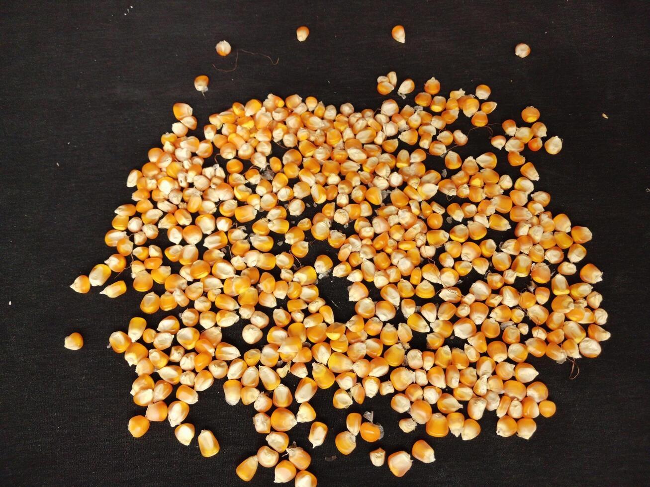 Close up of corn kernels can be used as background. photo