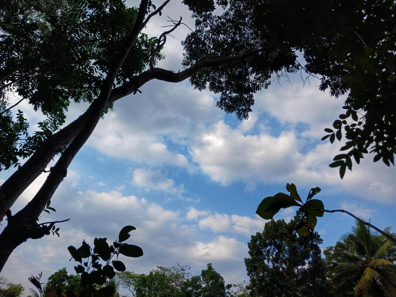 Silhouette of forest tree leaves and beautiful blue clouds. photo