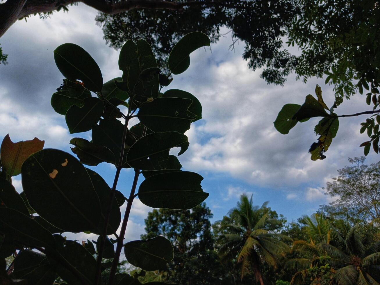 Silhouette of forest tree leaves and beautiful blue clouds. photo
