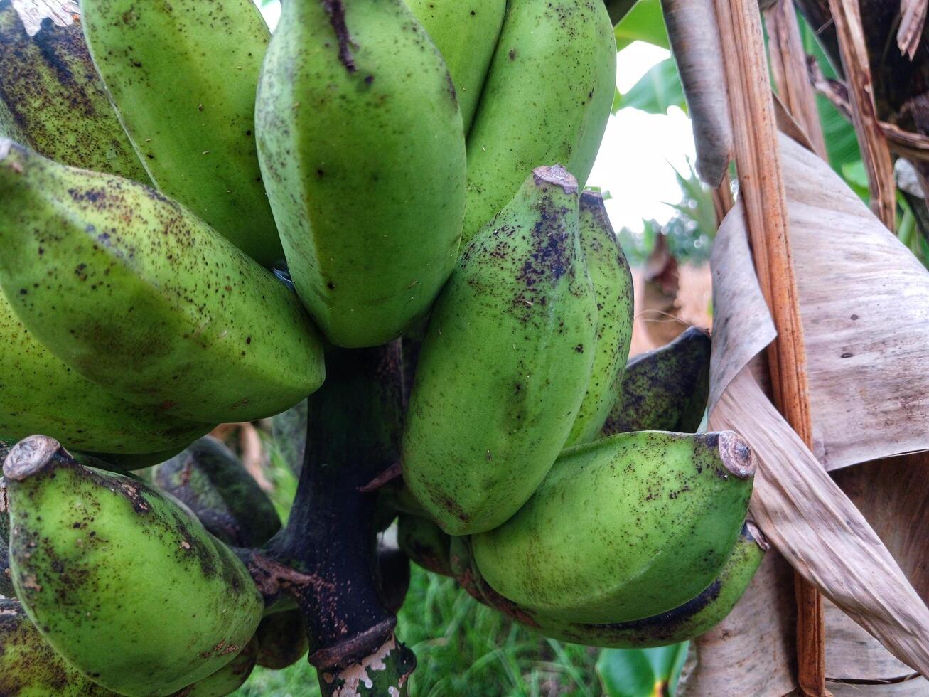 A bunch of fresh bananas hanging from a forest tree photo