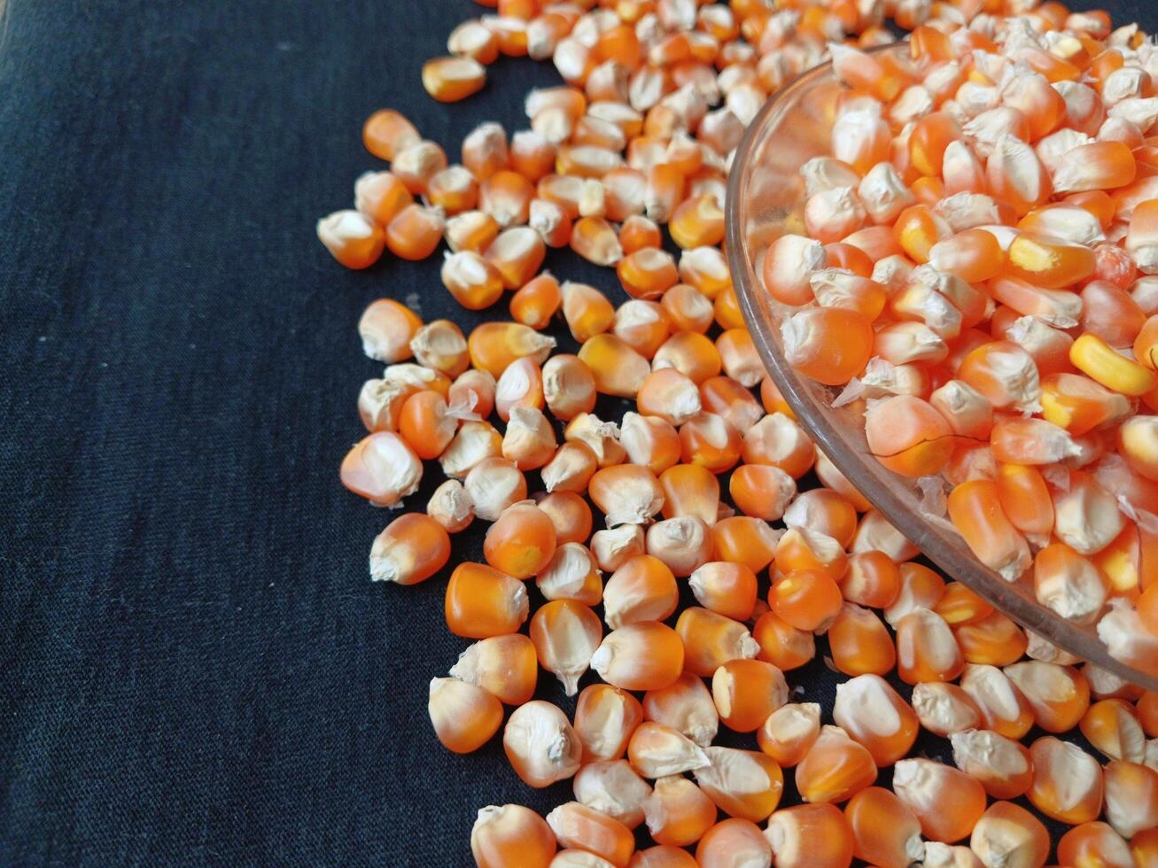 Close up of corn kernels can be used as background. photo