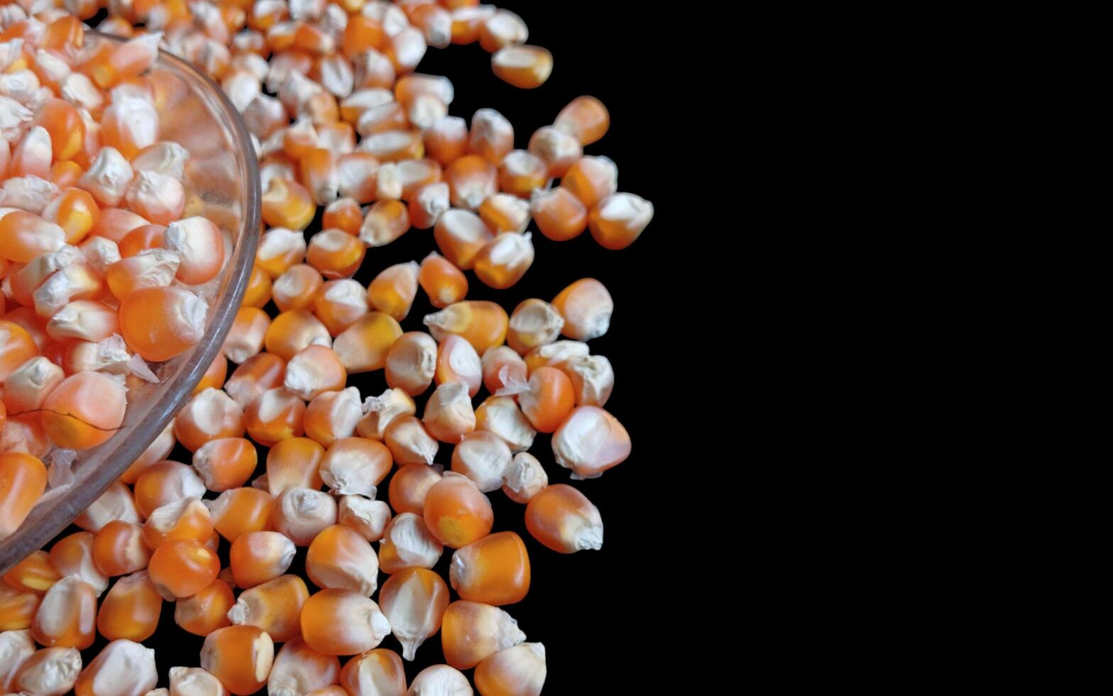 Close up of corn kernels can be used as background. photo