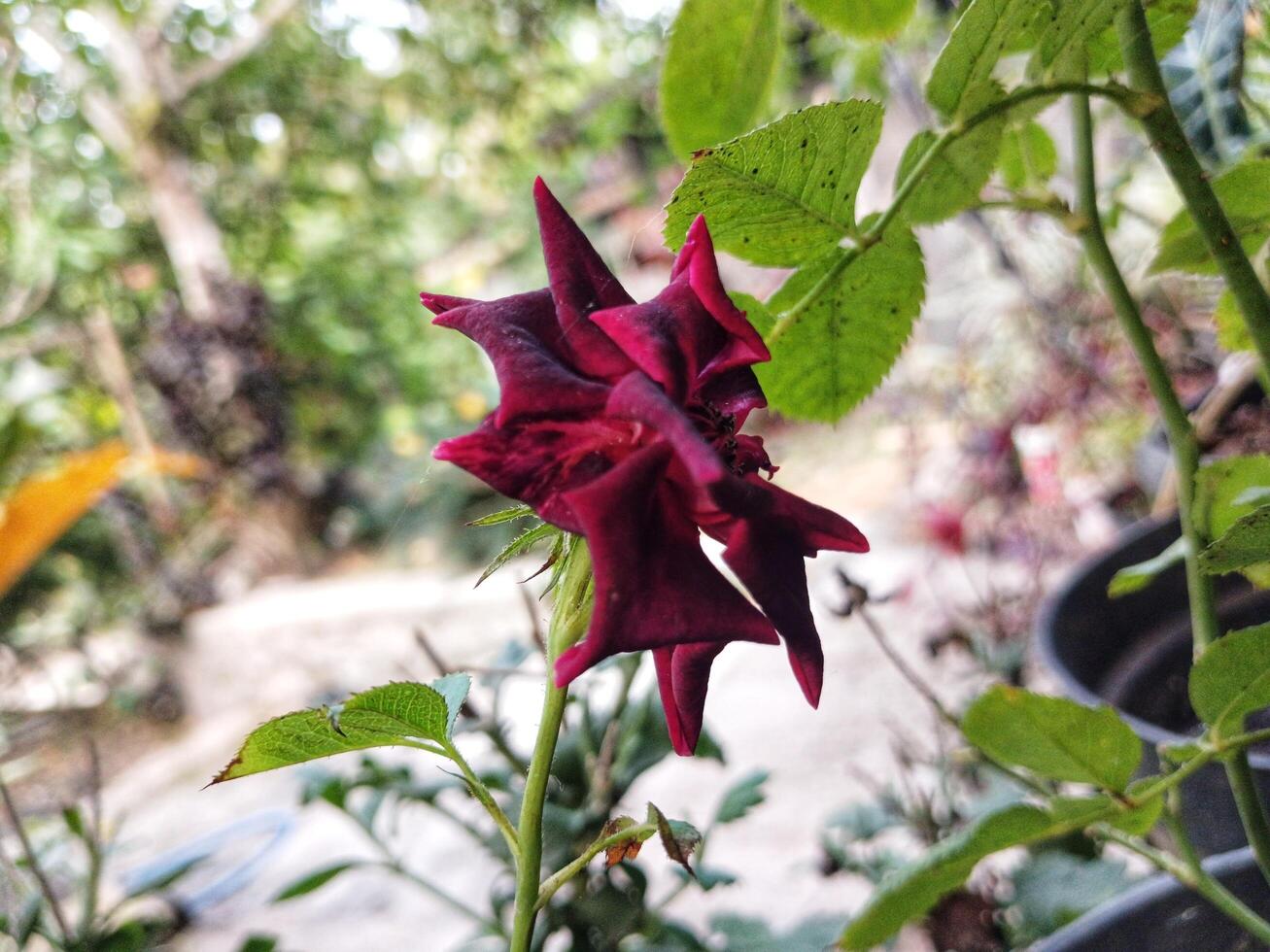 Sunflower red flowers blooming in the garden. photo