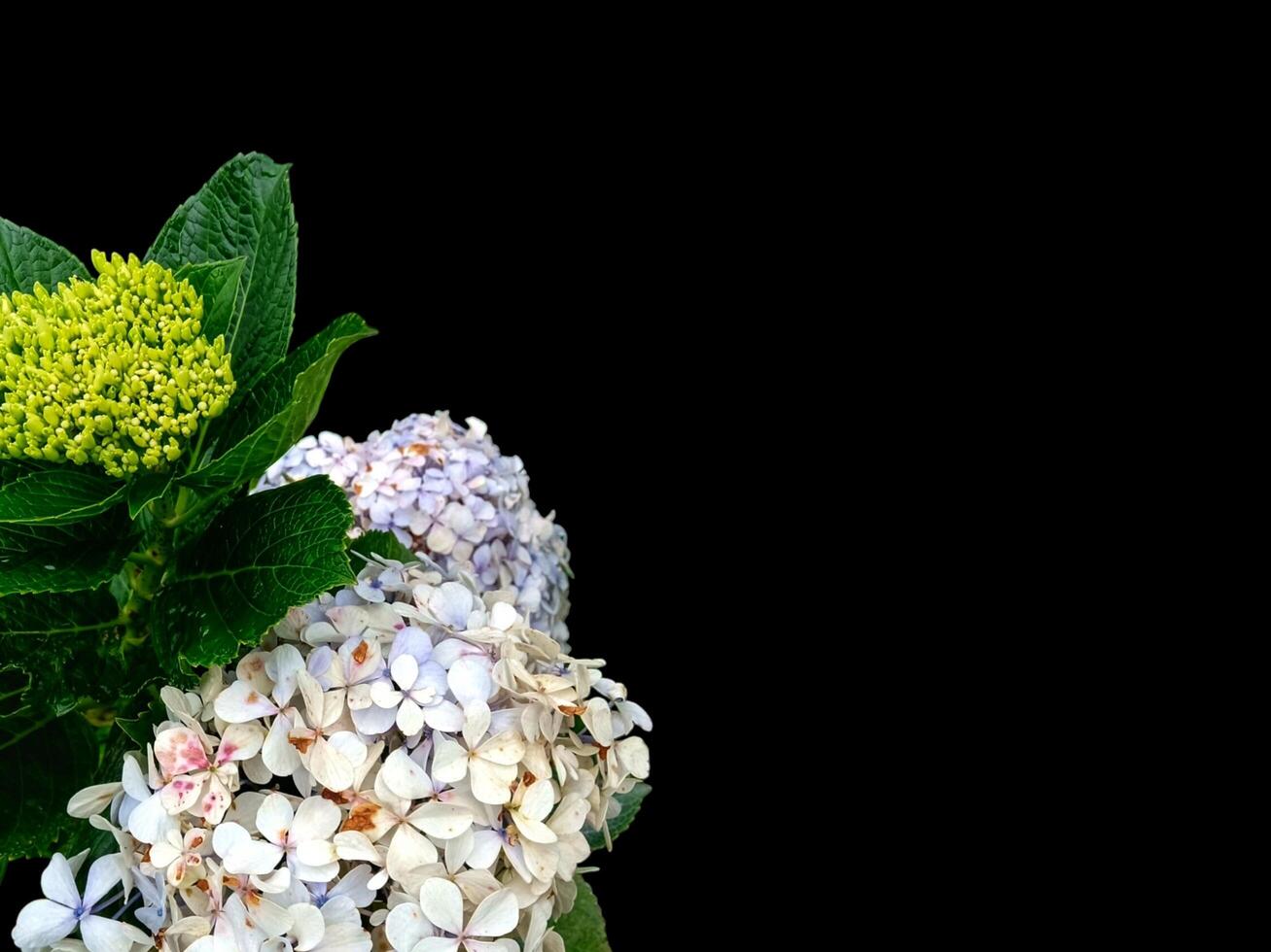 Big white floral background with empty space for greeting text. photo