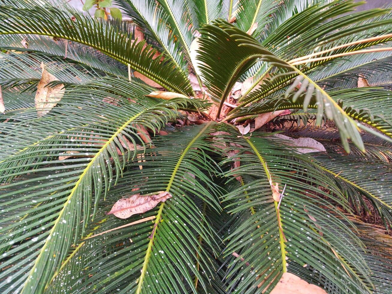 Mini palm trees in the front garden of the house. photo