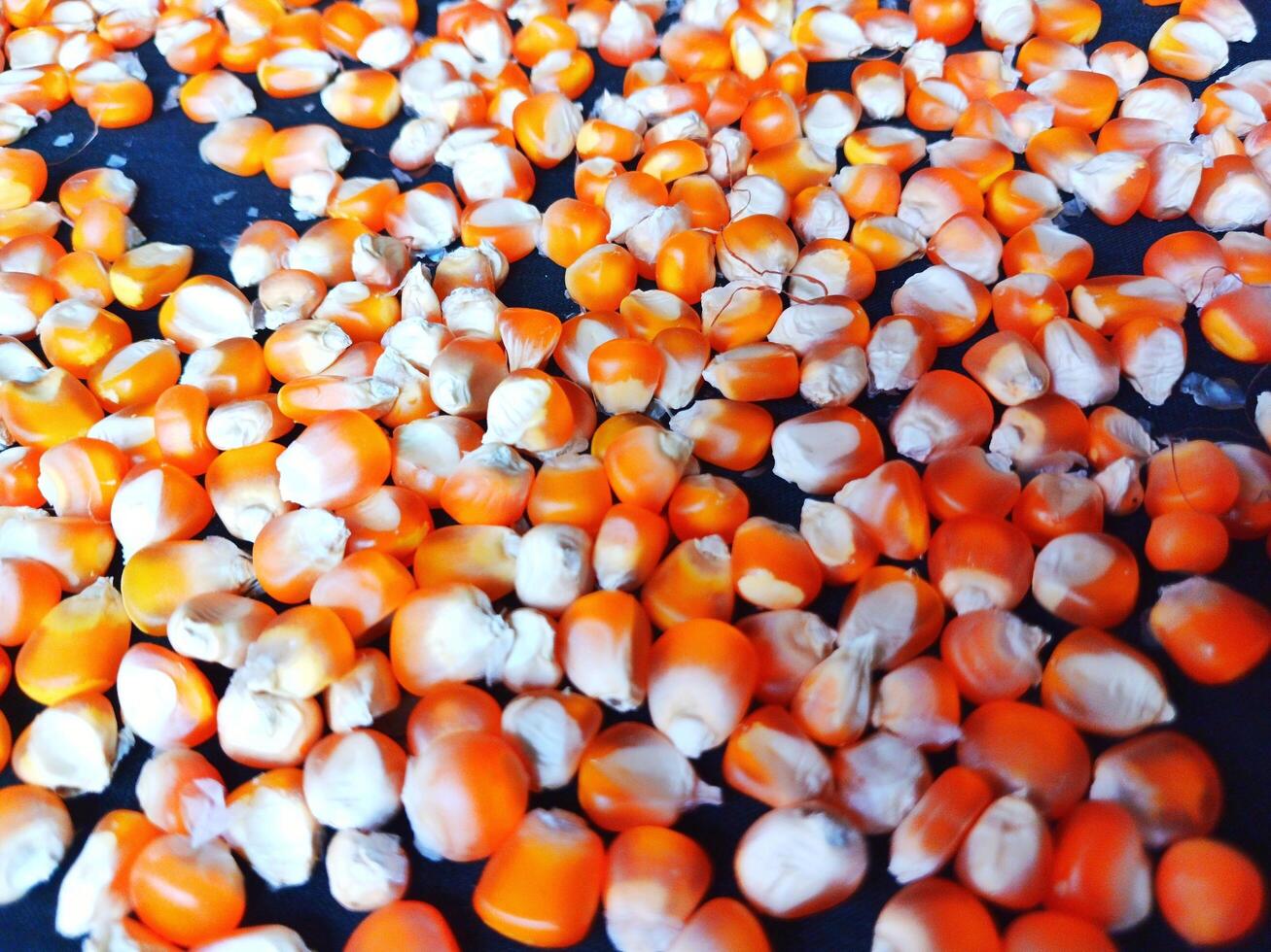 Close up of corn kernels can be used as background. photo