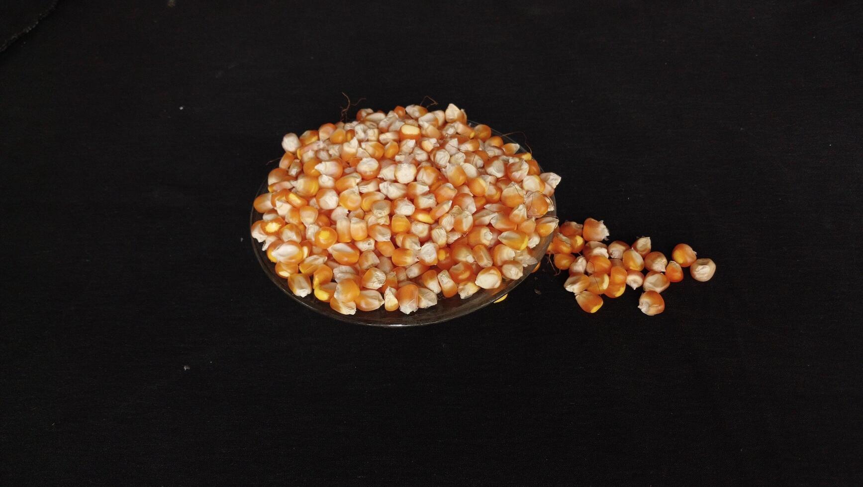 Close up of corn kernels can be used as background. photo