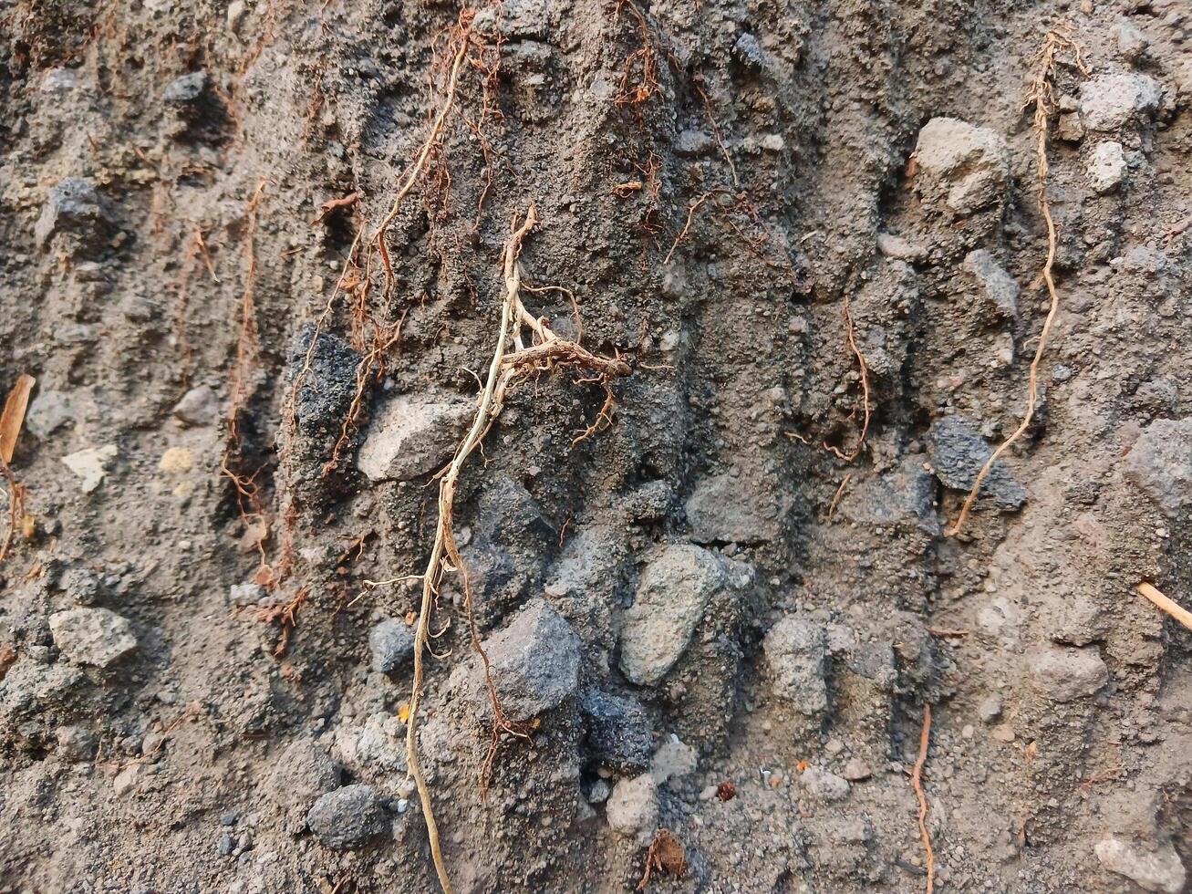 Sand ground background. Sand soil photo