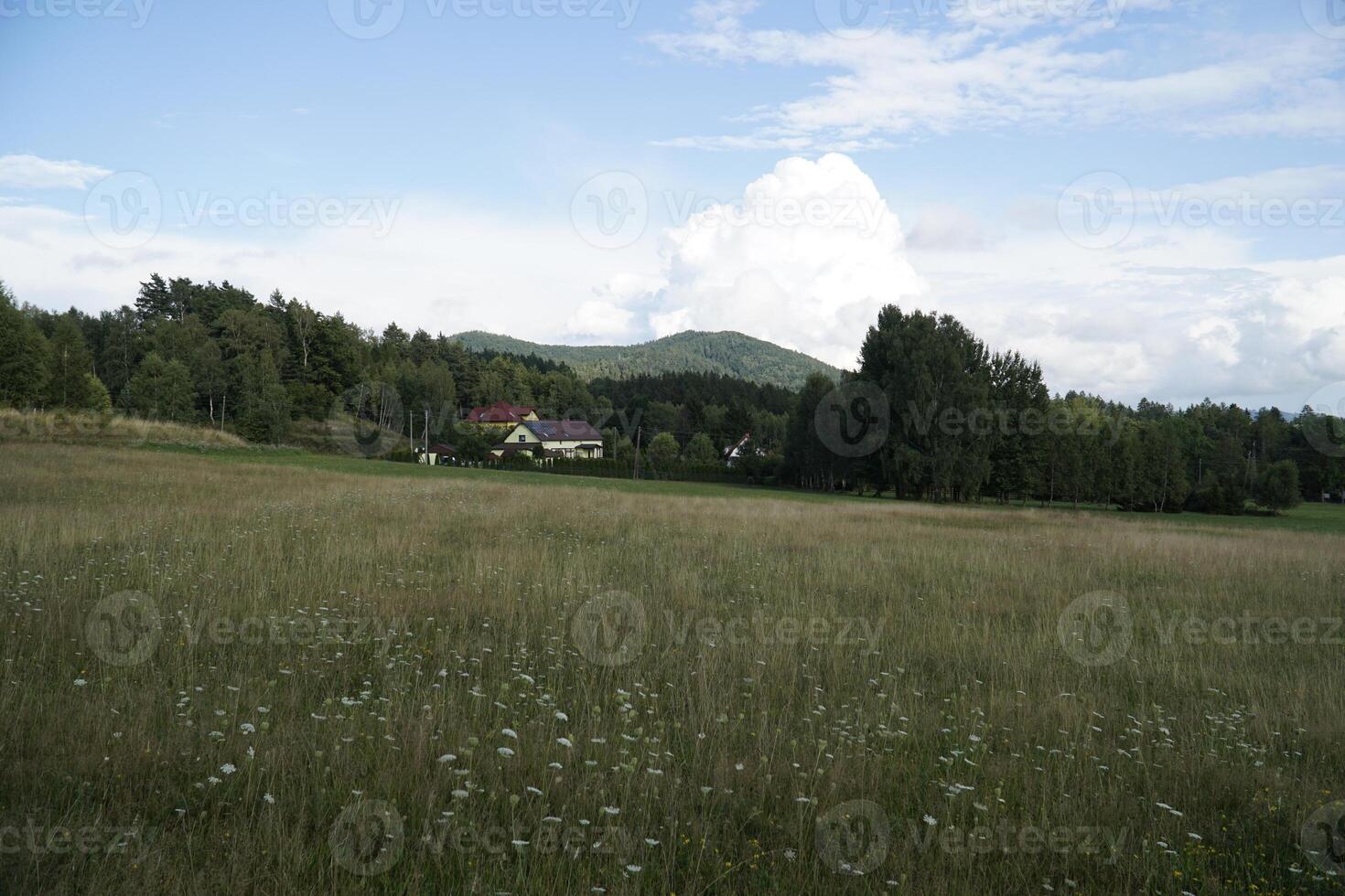 Field in mountains in summer photo