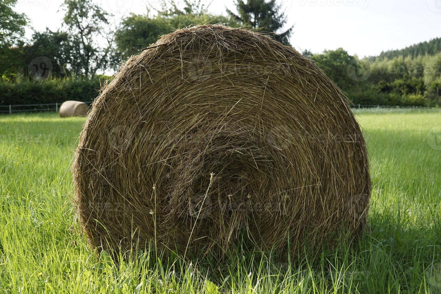 Round bale of hay on meadow photo