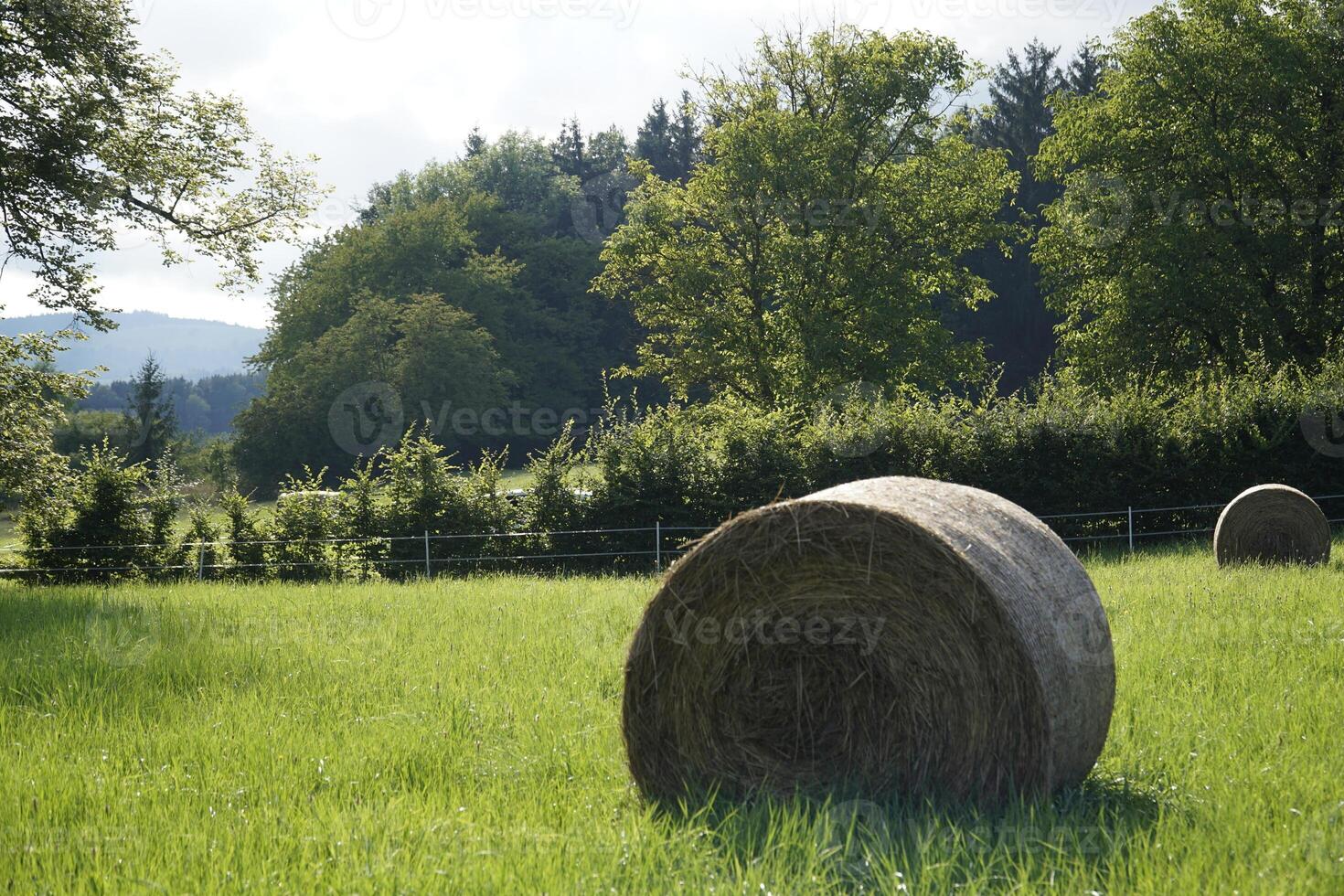 Round bales of hay on meadow photo
