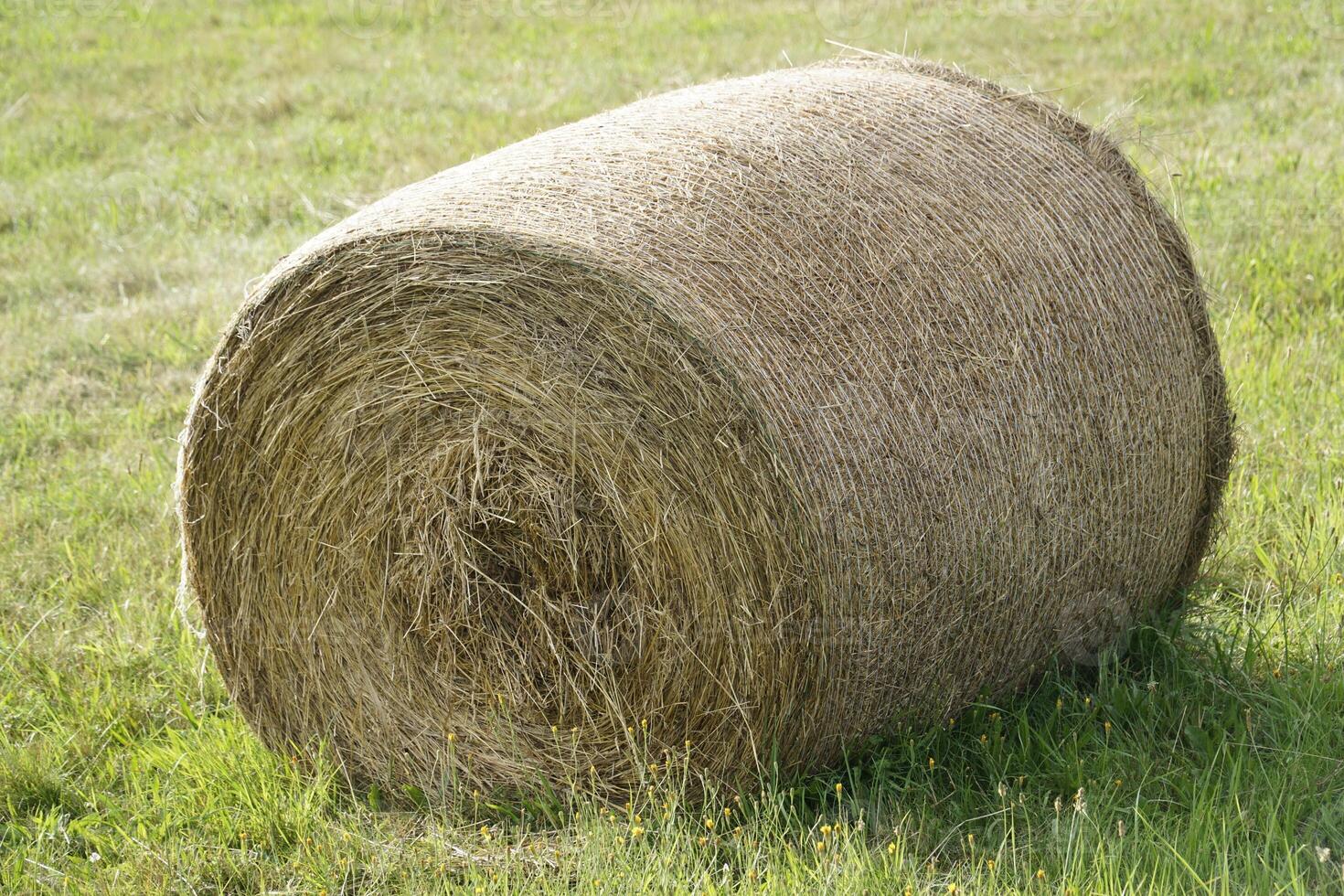 Round bale of hay on meadow photo
