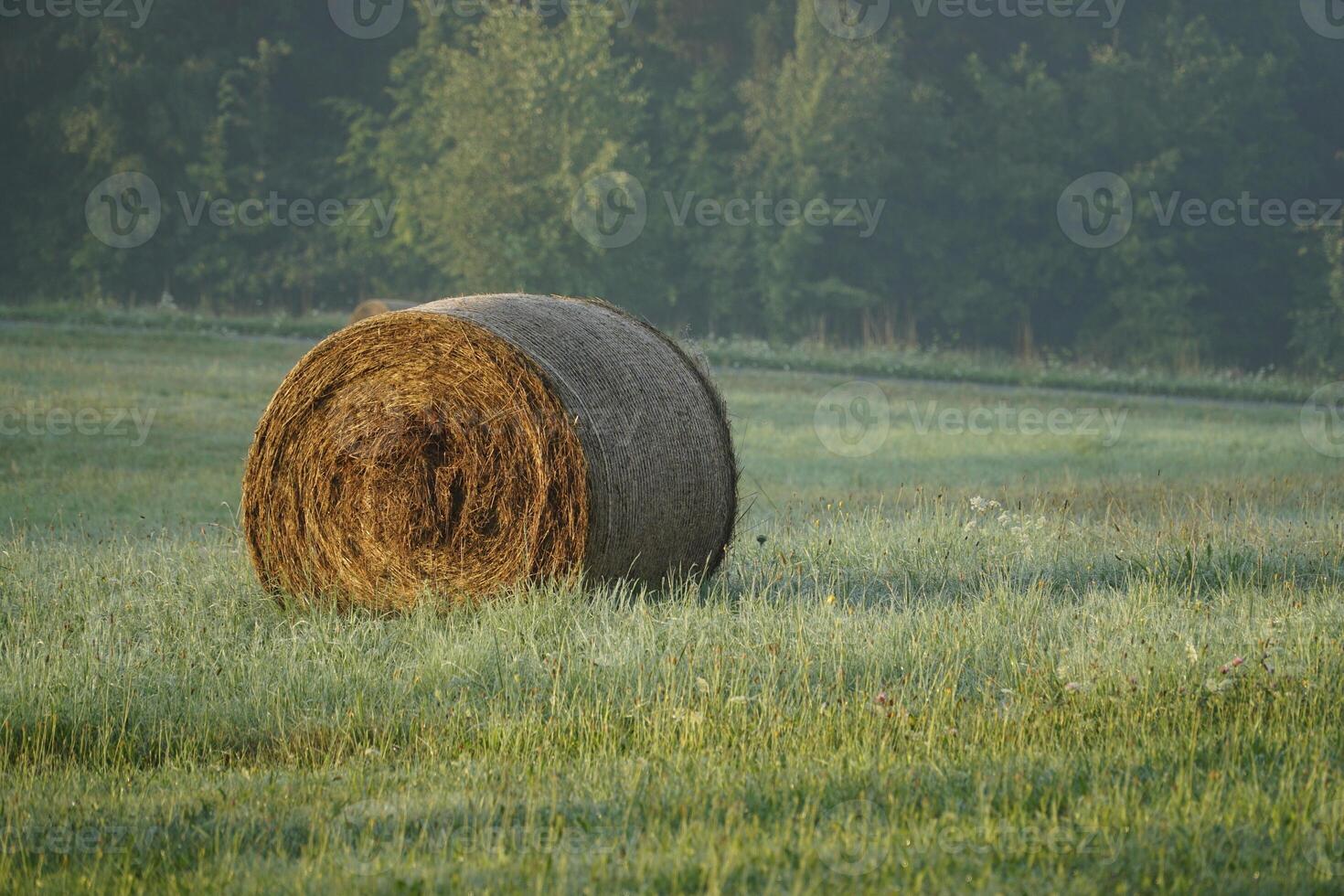 Round bale of hay on meadow photo