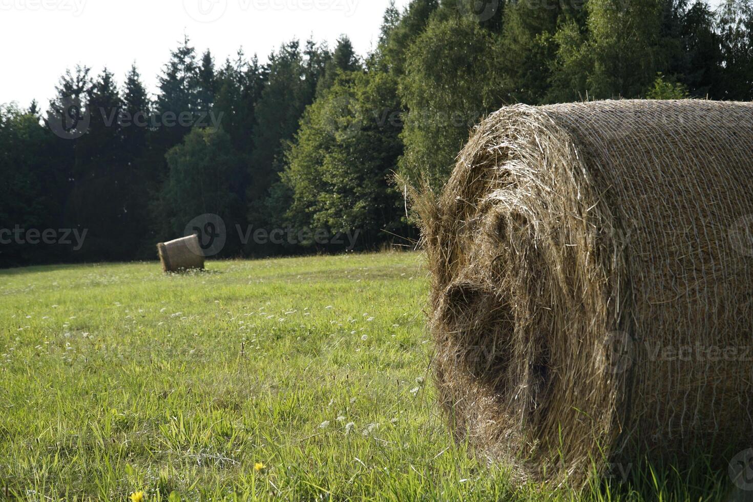 Round bales of hay on meadow photo