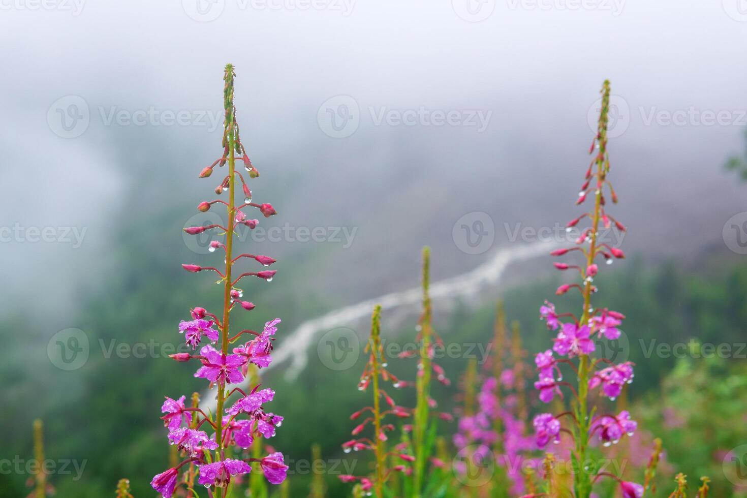 fireweed on a mountain slope inside a cloud photo