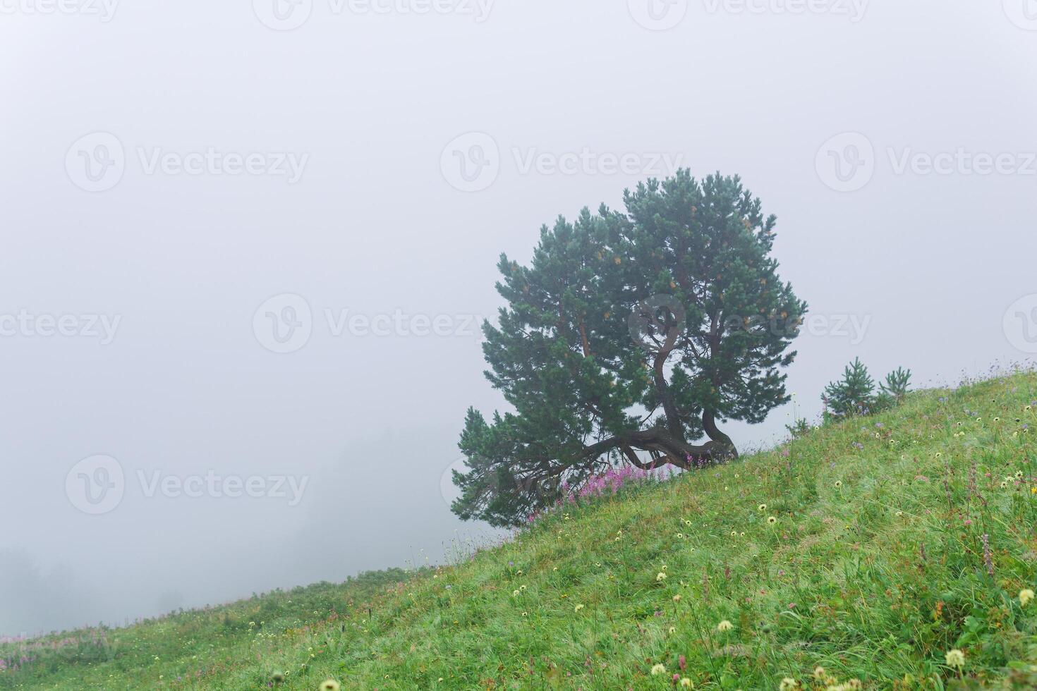 lonely tree on alpine meadow vegetation on a mountain slope inside a cloud photo
