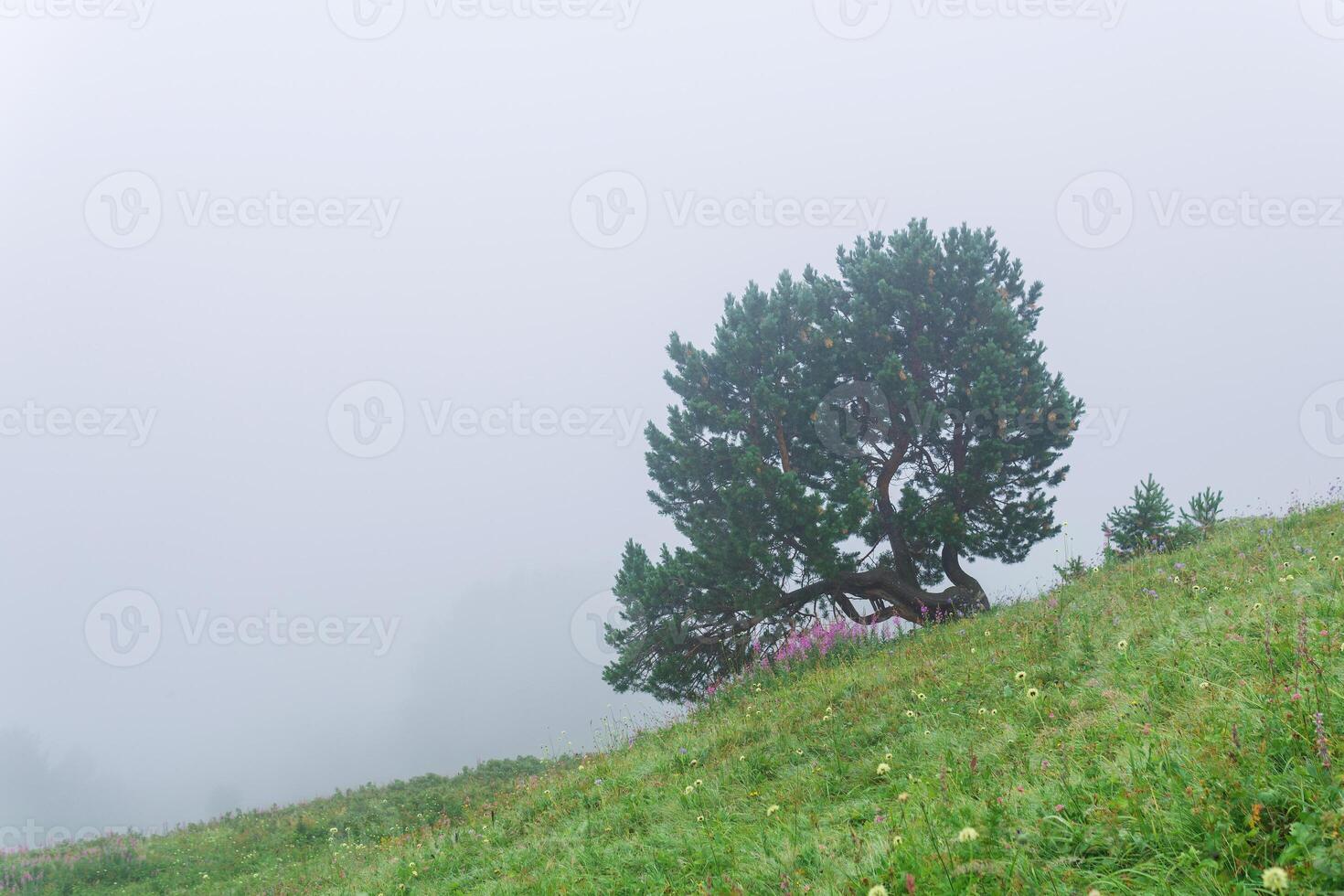 lonely tree on alpine meadow vegetation on a mountain slope inside a cloud photo