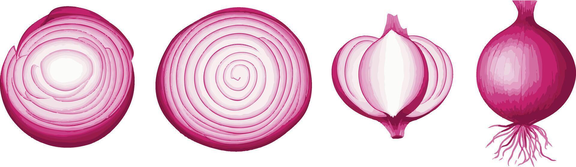red onions, including whole, sliced vector