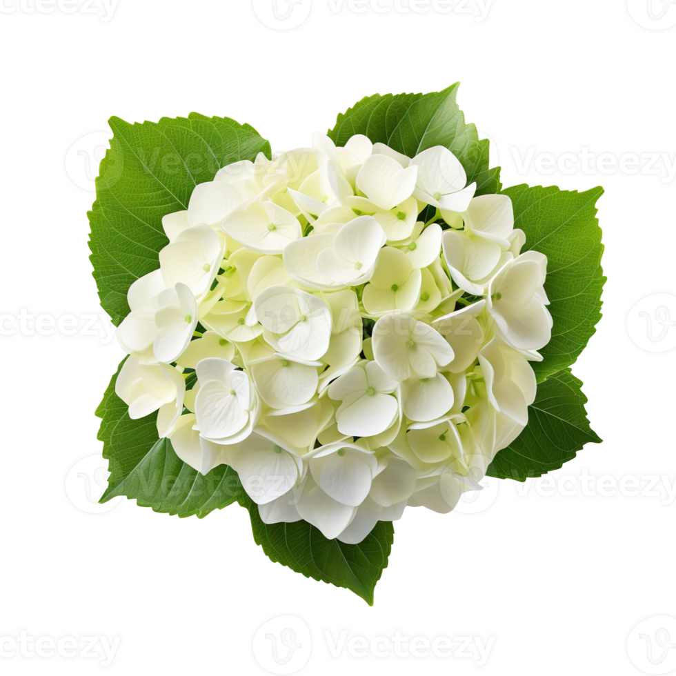 A hydrangea bush isolated on transparent background png