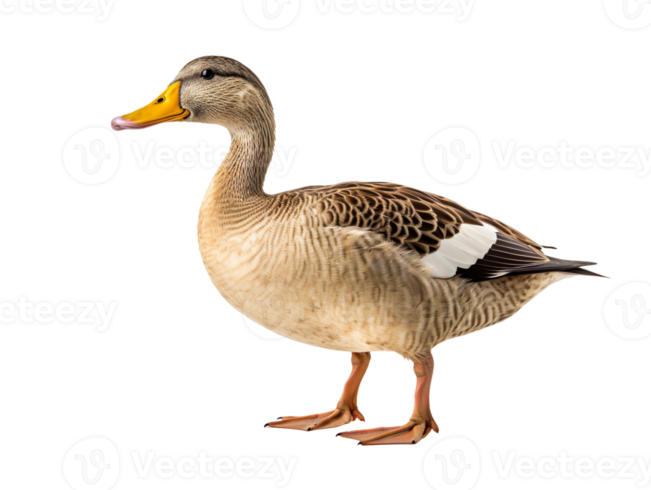 a duck isolated on transparent background png