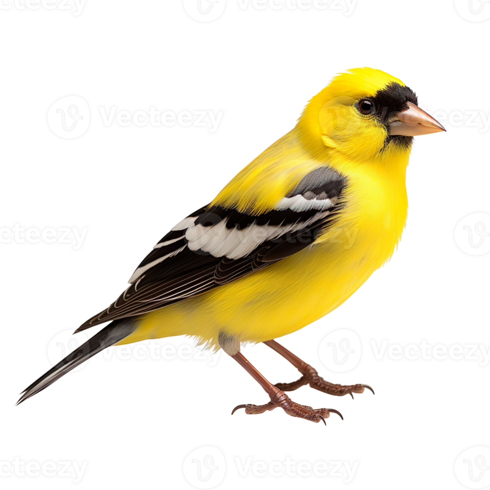 American Goldfinch bird isolated on transparent background png
