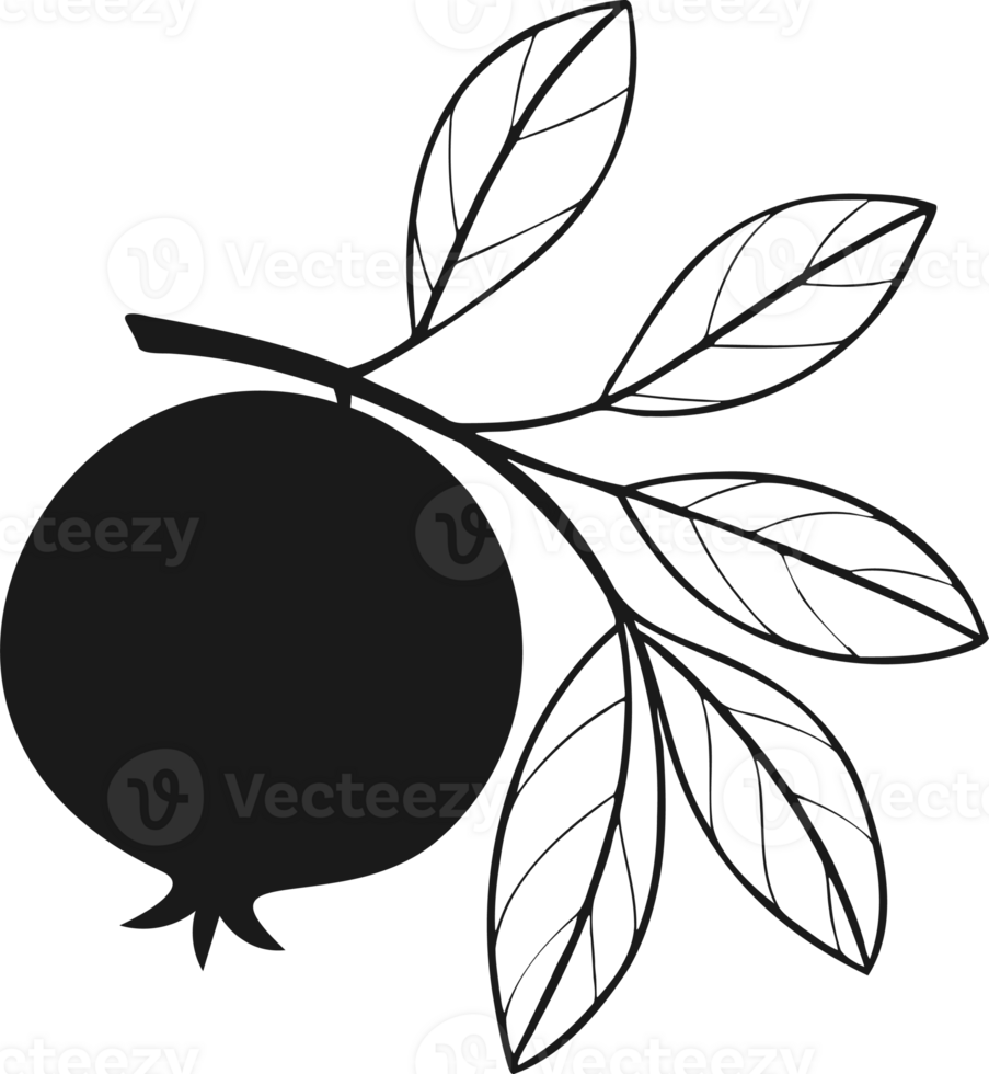 Pomegranate fruit on branch with leaves, stylized contour drawing png